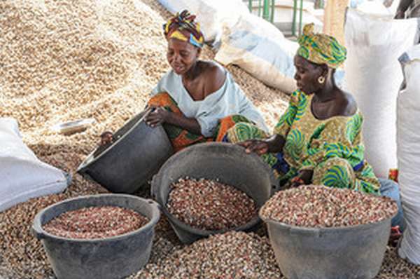 Урожай арахиса в Африке